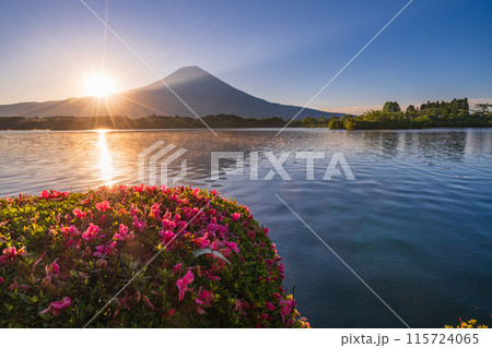 【静岡県】田貫湖・湖畔のサツキ（ツツジ）と富士山　日の出 115724065