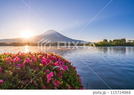【静岡県】田貫湖・湖畔のサツキ（ツツジ）と富士山　日の出 115724068