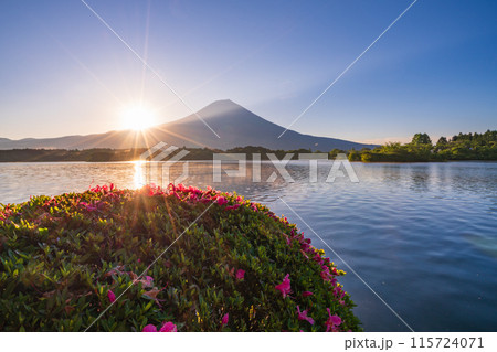 【静岡県】田貫湖・湖畔のサツキ（ツツジ）と富士山　日の出 115724071