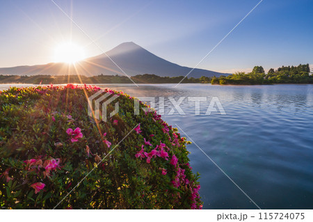 【静岡県】田貫湖・湖畔のサツキ(ツツジ)と富士山 日の出 【静岡県】田貫湖・湖畔のサツキ(ツツジ)と富士山 日の出 115724075