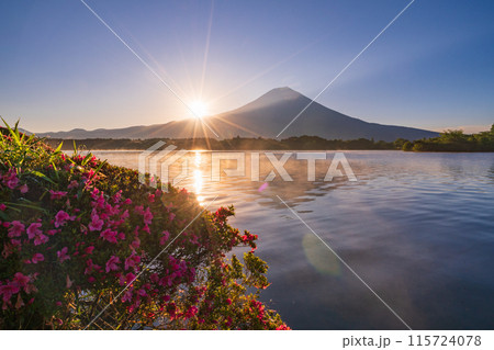 【静岡県】田貫湖・湖畔のサツキ(ツツジ)と富士山 日の出 【静岡県】田貫湖・湖畔のサツキ(ツツジ)と富士山 日の出 115724078
