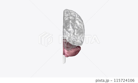 The cerebellum is a major feature of the hindbrain of all vertebrates The cerebellum is a major feature of the hindbrain of all vertebrates 115724106