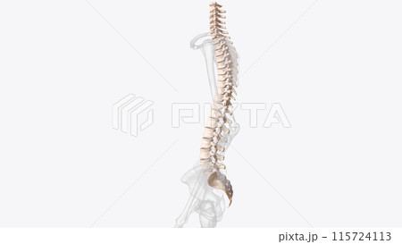 The vertebral column surrounds the spinal cord which travels within the spinal canal, The vertebral column surrounds the spinal cord which travels within the spinal canal, 115724113