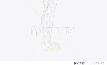sural nerve and terminal branches sural nerve and terminal branches 115724114
