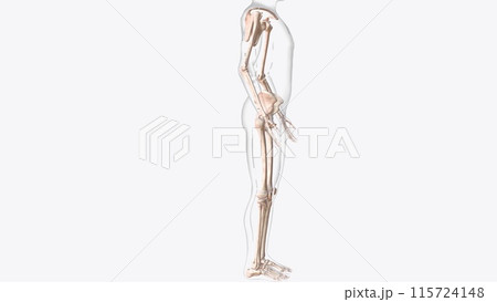 The appendicular skeleton is one of two major bone groups in the body The appendicular skeleton is one of two major bone groups in the body 115724148
