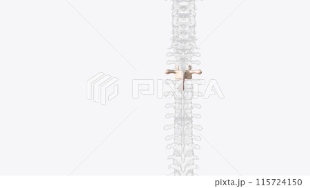 Third thoracic vertebrae (T3): The thoracic spinal nerve 3 passes through underneath T3 115724150