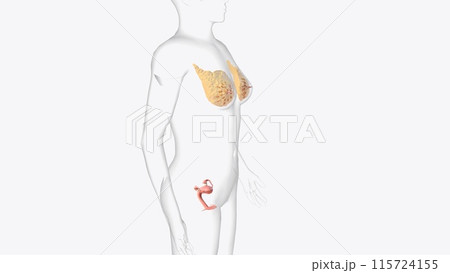 The female reproductive system consists of internal and external body parts that help you reproduce 115724155