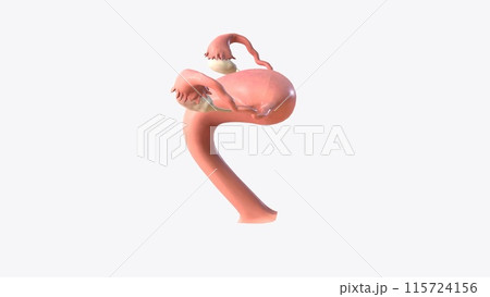 Female Internal Genital Organs Female Internal Genital Organs 115724156