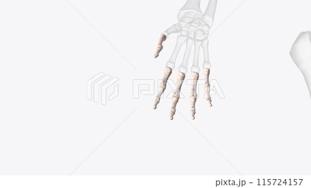 The phalanges are small bones of fingers found in hands and feet. Each foot is composed of 14 phalanges The phalanges are small bones of fingers found in hands and feet. Each foot is composed of 14 phalanges 115724157