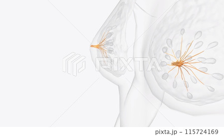The lactiferous ducts are arranged radially in the nipple 115724169