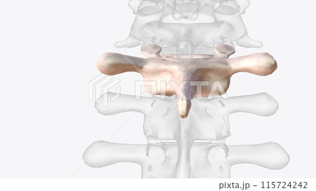 The first thoracic vertebra (T-1) has a whole costal facet superiorly and a half costal facet inferiorly 115724242