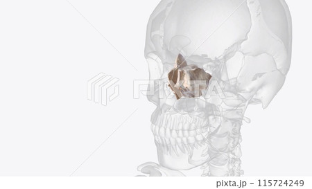 The ethmoid bone is a small unpaired bone, located in the midline of the anterior cranium 115724249