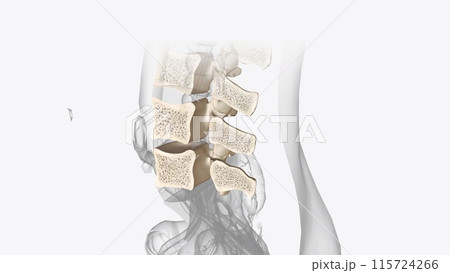 The lumbar vertebrae are, in human anatomy, the five vertebrae between the rib cage and the pelvis The lumbar vertebrae are, in human anatomy, the five vertebrae between the rib cage and the pelvis 115724266