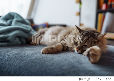 homemade fluffy big Maine Coon cat sleeping on sofa 115724322