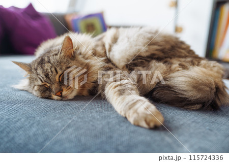 homemade fluffy big Maine Coon cat sleeping on sofa homemade fluffy big Maine Coon cat sleeping on sofa 115724336