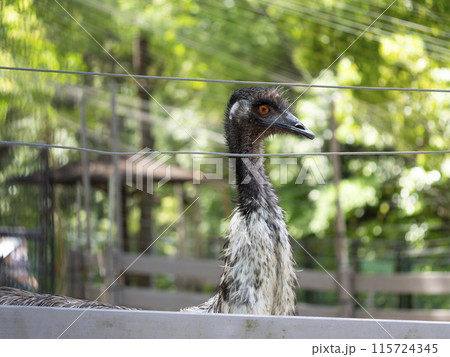 動物園のエミュー 115724345