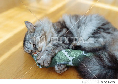 fabric pillow roll filled with catnip for play and interest of cats 115724349