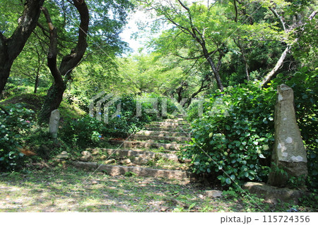あじさい寺 雨引観音の参道 あじさい寺 雨引観音の参道 115724356