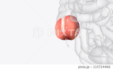 The cecum or caecum is a pouch within the peritoneum that is considered to be the beginning of the large intestine 115724468