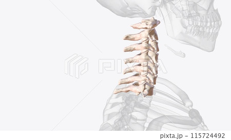 The cervical spine (neck region) consists of seven bones (C1-C7 vertebrae), which are separated from one another by intervertebral discs The cervical spine (neck region) consists of seven bones (C1-C7 vertebrae), which are separated from one another by intervertebral discs 115724492