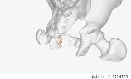 The coccyx is a triangular arrangement of bone that makes up the very bottom portion of the spine below the sacrum 115724536
