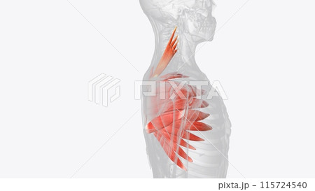 Levator scapulae is a posterior Axio-appenducular muscle that connects the upper limb to the vertebral column 115724540