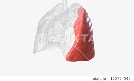 The inferior lobe is a section of the human lung 115724542