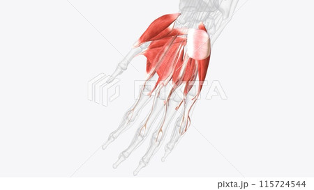 The muscles that act on the hand can be divided into two groups: Extrinsic muscles 115724544