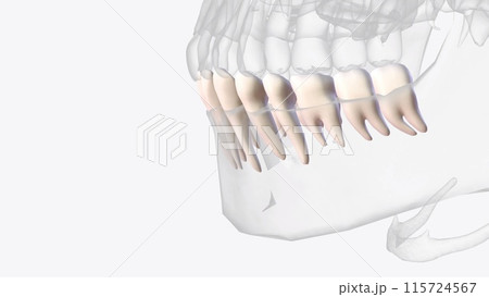 The six molars on the lower jaw constitute the mandibular molars 115724567
