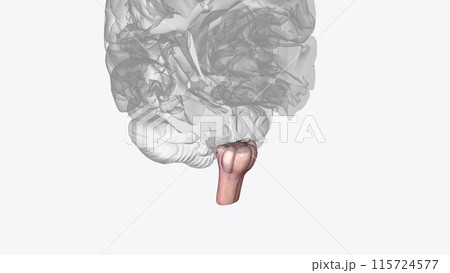 The medulla oblongata or simply medulla is a long stem-like structure which makes up the lower part of the brainstem The medulla oblongata or simply medulla is a long stem-like structure which makes up the lower part of the brainstem 115724577