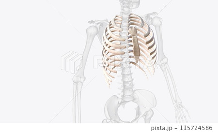 The rib cage consists of 24 ribs , which are...のイラスト素材 [115724586] - PIXTA