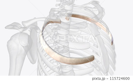 Ribs three and four are located under the medial end of the spine of the scapula Ribs three and four are located under the medial end of the spine of the scapula 115724600