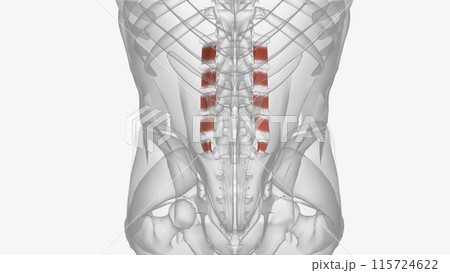 The intertransversarii muscles attach between the transverse processes of adjacent lumbar vertebrae 115724622