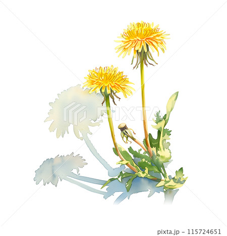 白背景にたんぽぽの水彩イラストのイラスト素材 [115724651] - PIXTA