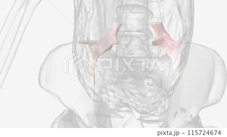 The iliolumbar ligament is a strong band of connective tissue and one of the three vertebropelvic ligaments The iliolumbar ligament is a strong band of connective tissue and one of the three vertebropelvic ligaments 115724674