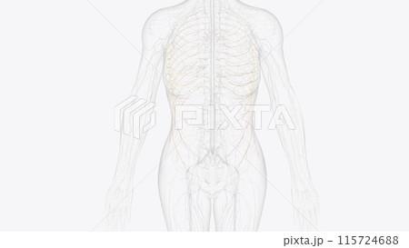 Branches of thoracic spinal 3d 115724688