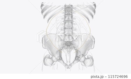 The subcostal nerve provides motor supply to the rectus abdominis, intercostal muscles and anterior abdominal wall muscles 115724696