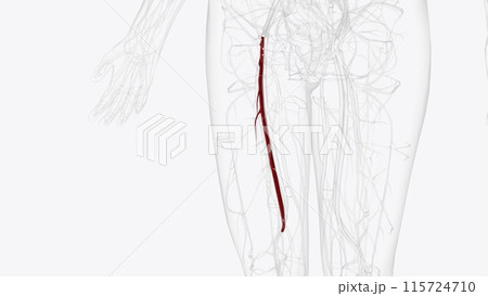 The femoral artery is a large artery in the thigh and the main arterial supply to the thigh and leg 115724710