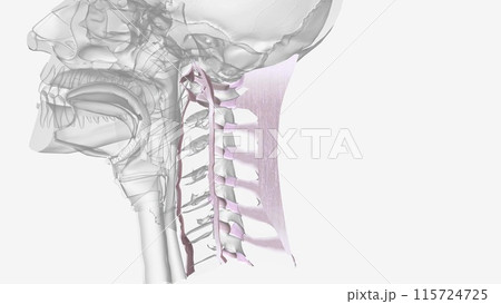 Three of the more important ligaments in the spine are the ligamentum flavum, anterior longitudinal ligament Three of the more important ligaments in the spine are the ligamentum flavum, anterior longitudinal ligament 115724725
