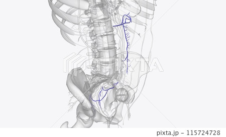Branches of inferior mesenteric vein Branches of inferior mesenteric vein 115724728
