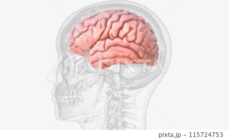 The cerebral cortex, also known as the cerebral mantle, is the outer layer of neural tissue of the cerebrum of the brain in humans 115724753