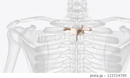Second thoracic vertebrae (T2): The T2 vertebra is larger than T1 ... thoracic vertebra and the lumbar vertebrae Second thoracic vertebrae (T2): The T2 vertebra is larger than T1 ... thoracic vertebra and the lumbar vertebrae 115724795