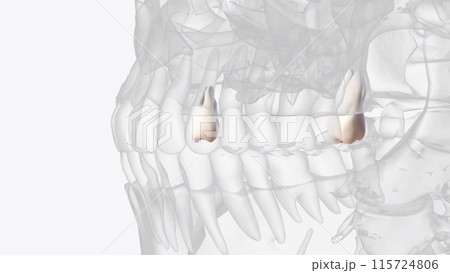 The maxillary third molar is the most distal tooth in the arch and anatomically approximates the floor The maxillary third molar is the most distal tooth in the arch and anatomically approximates the floor 115724806