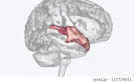 Anterior part of right superior temporal gyrus Anterior part of right superior temporal gyrus 115724811