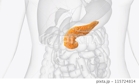 The pancreas is an organ located in the abdomen 115724814