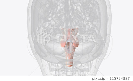 Brainstem, area at the base of the brain that lies between the deep structures of the cerebral hemispheres and the cervical spinal cord Brainstem, area at the base of the brain that lies between the deep structures of the cerebral hemispheres and the cervical spinal cord 115724887