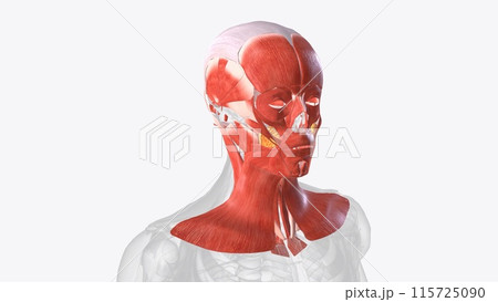 Muscles of head and neck 115725090