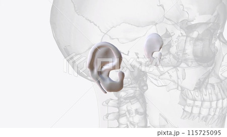 Auricular cartilage is flexible, connective tissue, sometimes referred to as gristle Auricular cartilage is flexible, connective tissue, sometimes referred to as gristle 115725095
