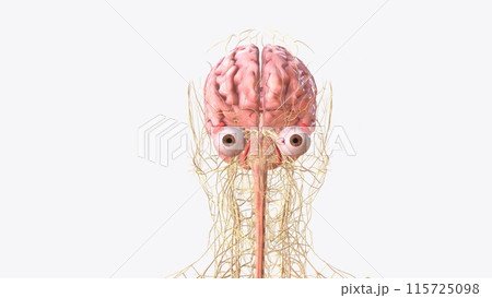 The central nervous system is the brain and spinal cord, while the peripheral nervous system consists of everything else The central nervous system is the brain and spinal cord, while the peripheral nervous system consists of everything else 115725098