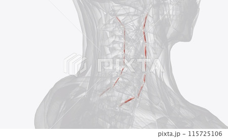 Each anterior cervical intertransversarii muscle originates from the anterior tubercle of the transverse process of the cervical vertebra Each anterior cervical intertransversarii muscle originates from the anterior tubercle of the transverse process of the cervical vertebra 115725106